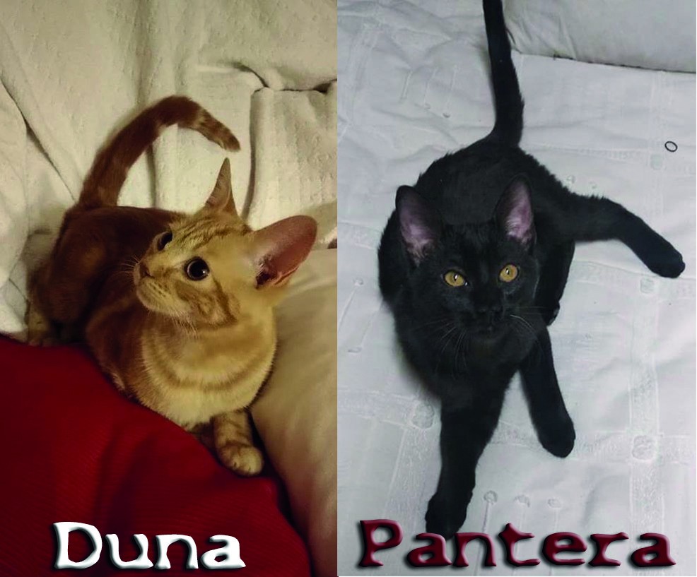 Duna y Pantera